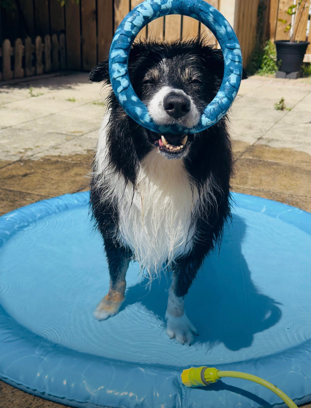 EVA Floating Dog Ring Toy – Soft Durable Dog Fetch Toy for Water & Outdoor Play