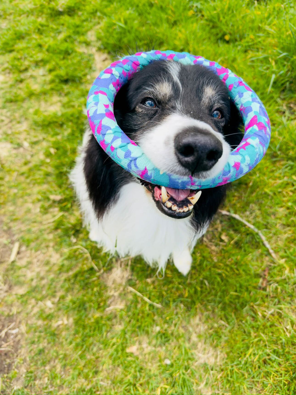 EVA Floating Dog Ring Toy – Soft Durable Dog Fetch Toy for Water & Outdoor Play
