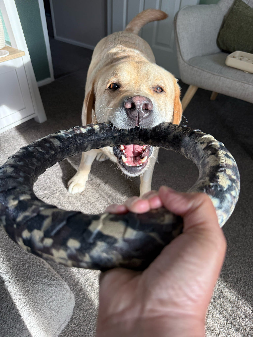 EVA Floating Dog Ring Toy – Soft Durable Dog Fetch Toy for Water & Outdoor Play