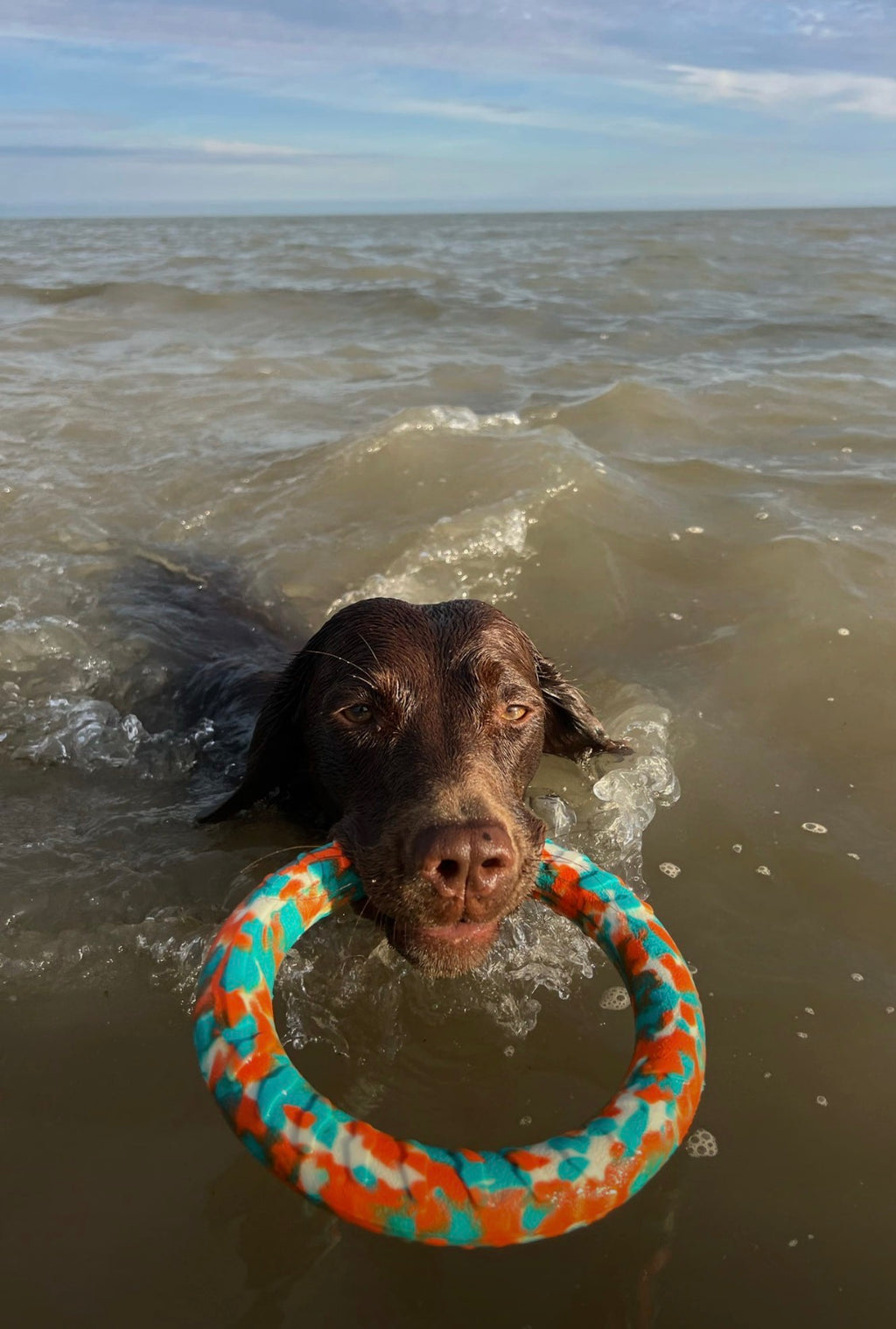 EVA Floating Dog Ring Toy – Soft Durable Dog Fetch Toy for Water & Outdoor Play