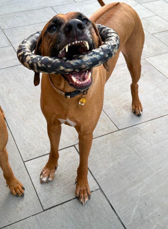 EVA Floating Dog Ring Toy – Soft Durable Dog Fetch Toy for Water & Outdoor Play
