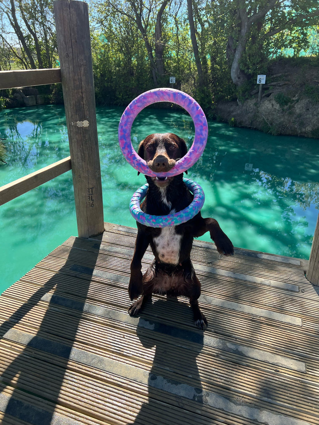 EVA Floating Dog Ring Toy – Soft Durable Dog Fetch Toy for Water & Outdoor Play